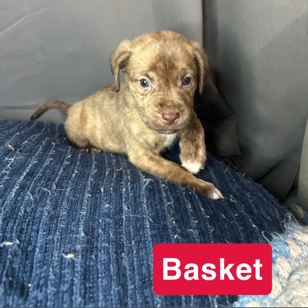 Basket