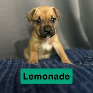 Lemonade, Baby Male Pit Bull Terrier