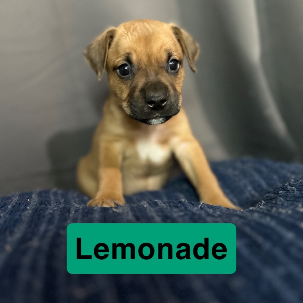 Lemonade