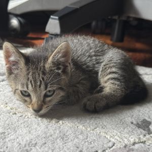 Draco, Baby Male Domestic Short Hair