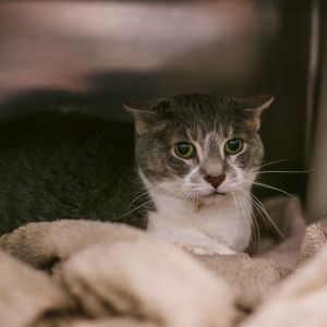 Amy, Senior Female Domestic Short Hair