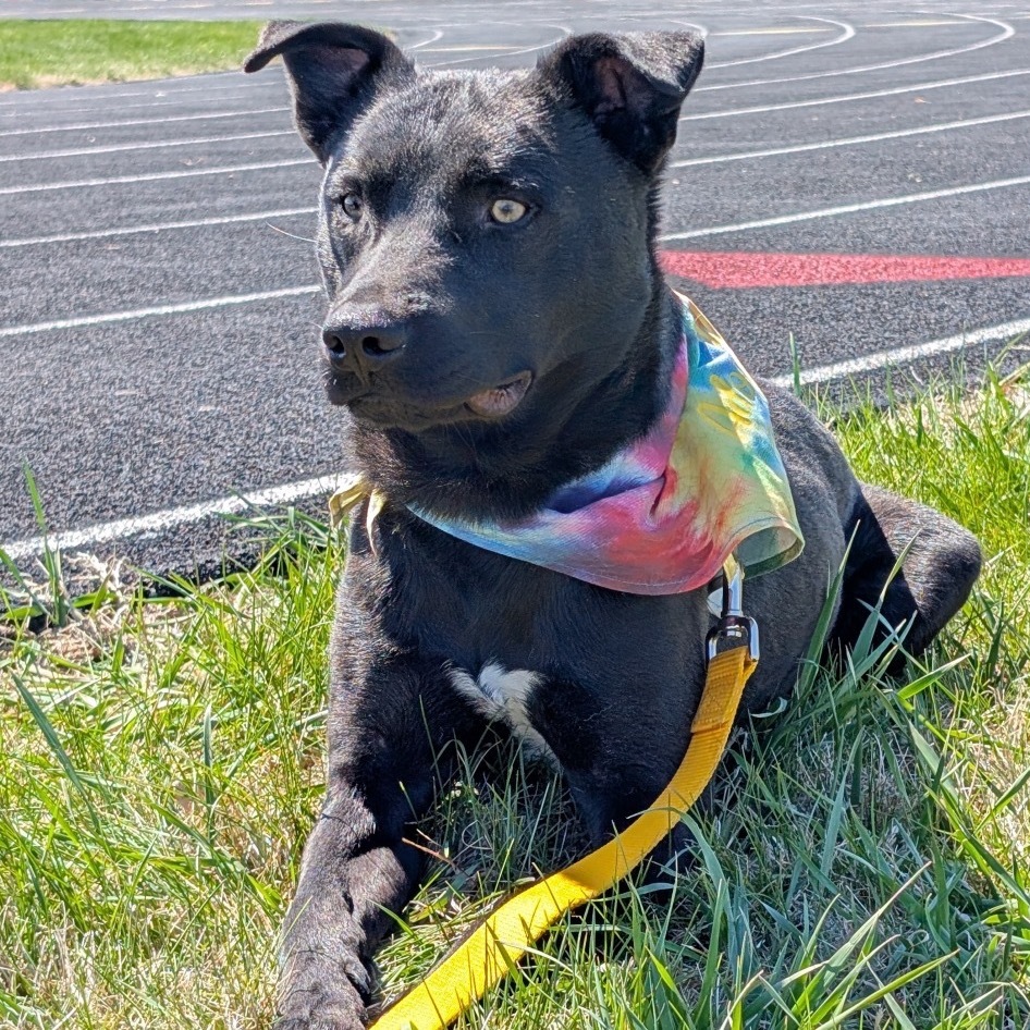 Beau, an adoptable Mixed Breed in Sioux Falls, SD, 57106 | Photo Image 1