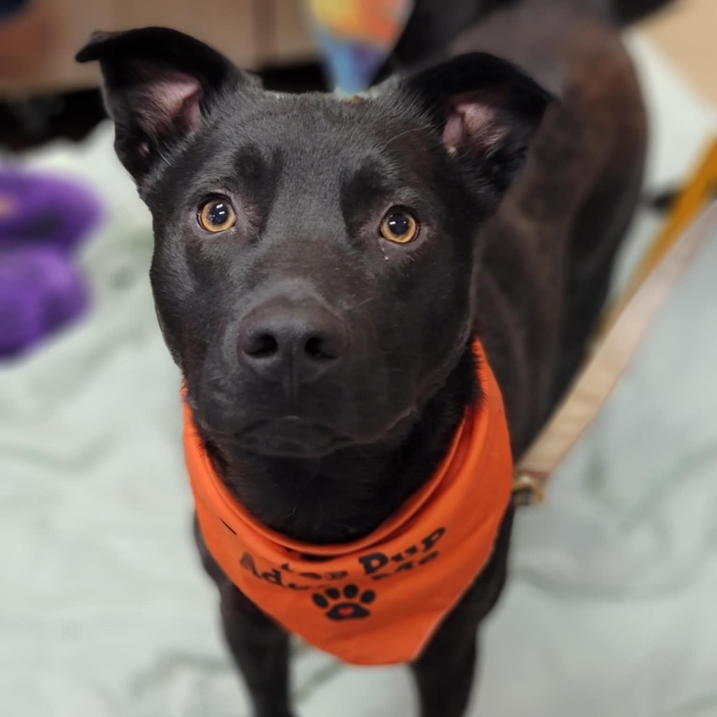 Beau, an adoptable Mixed Breed in Sioux Falls, SD, 57106 | Photo Image 2