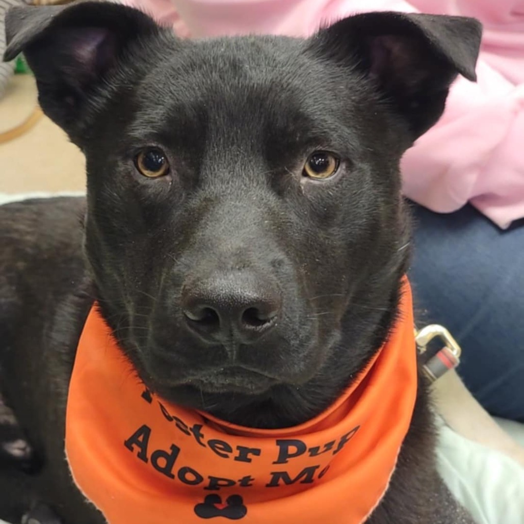Beau, an adoptable Mixed Breed in Sioux Falls, SD, 57106 | Photo Image 4