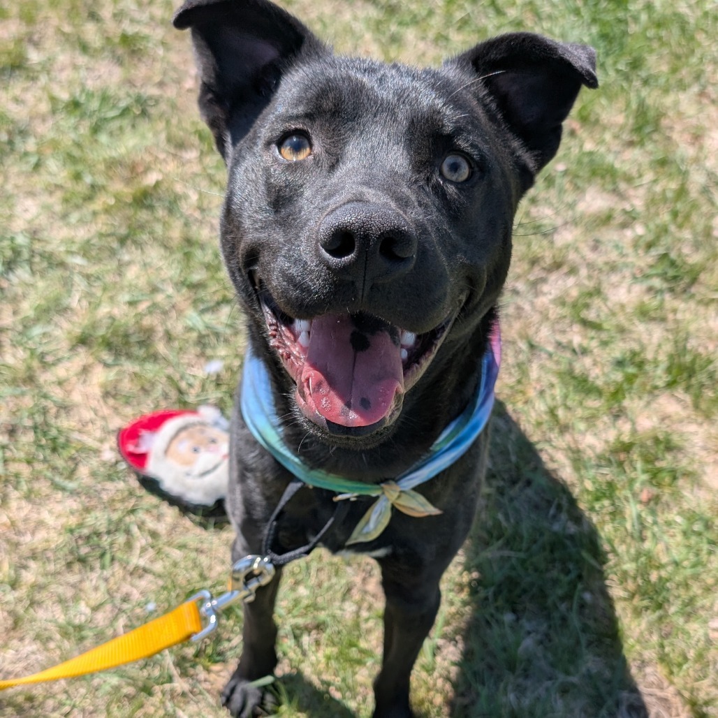 Beau, an adoptable Mixed Breed in Sioux Falls, SD, 57106 | Photo Image 5