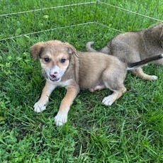 Doozy, an adoptable Mixed Breed in Heron Lake, MN, 56137 | Photo Image 1
