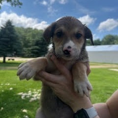 Doozy, an adoptable Mixed Breed in Heron Lake, MN, 56137 | Photo Image 2