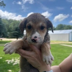 Doozy, an adoptable Mixed Breed in Heron Lake, MN, 56137 | Photo Image 3