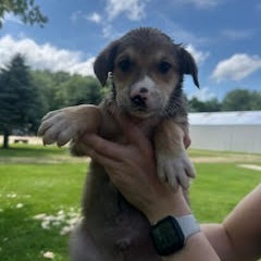 Doozy, an adoptable Mixed Breed in Heron Lake, MN, 56137 | Photo Image 4