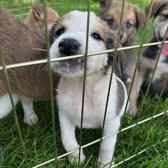 Fuddy-duddy, an adoptable Mixed Breed in Heron Lake, MN, 56137 | Photo Image 2