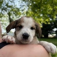 Fuddy-duddy, an adoptable Mixed Breed in Heron Lake, MN, 56137 | Photo Image 3