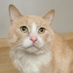 Twig C65541, Adult Male Domestic Short Hair