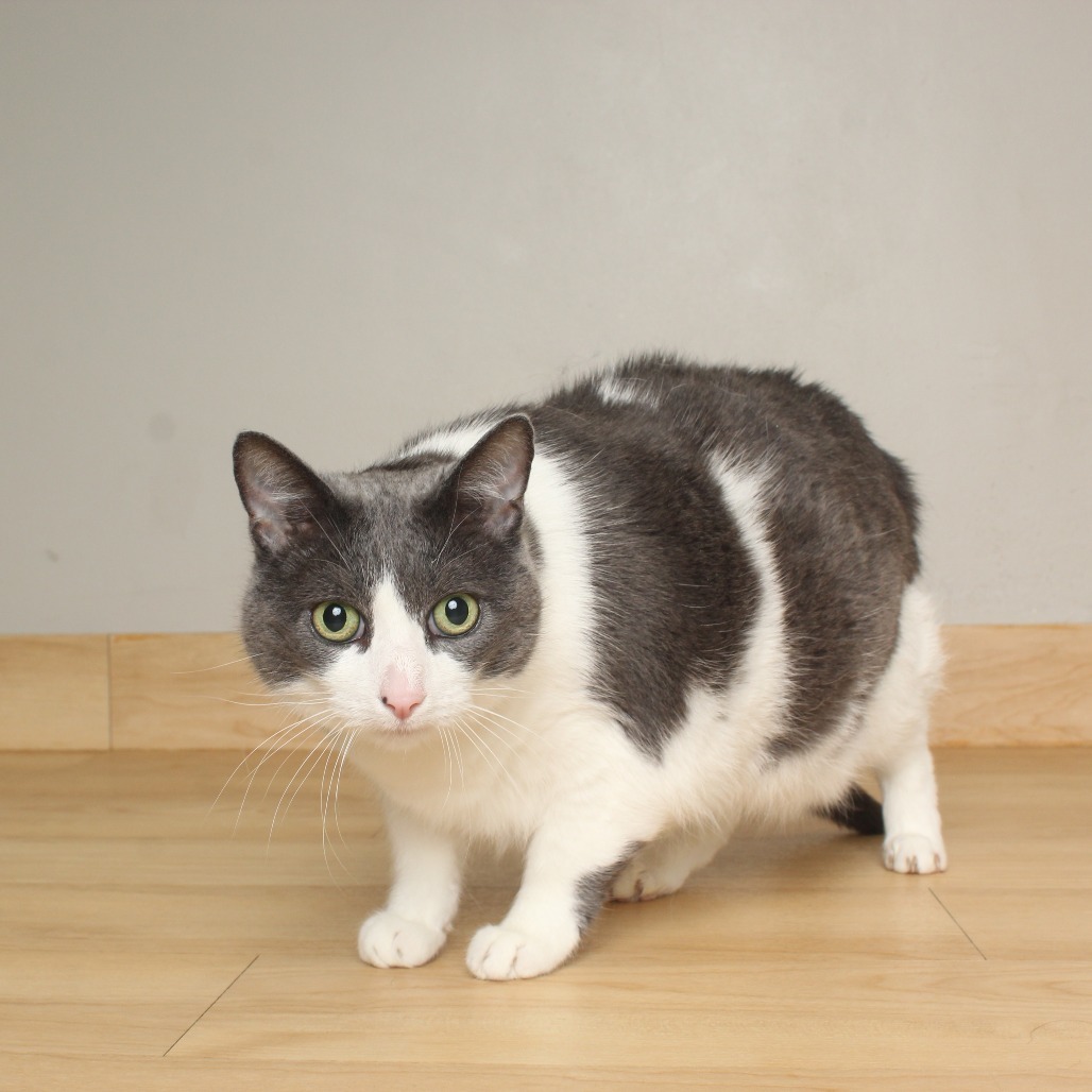 Buster C65347
