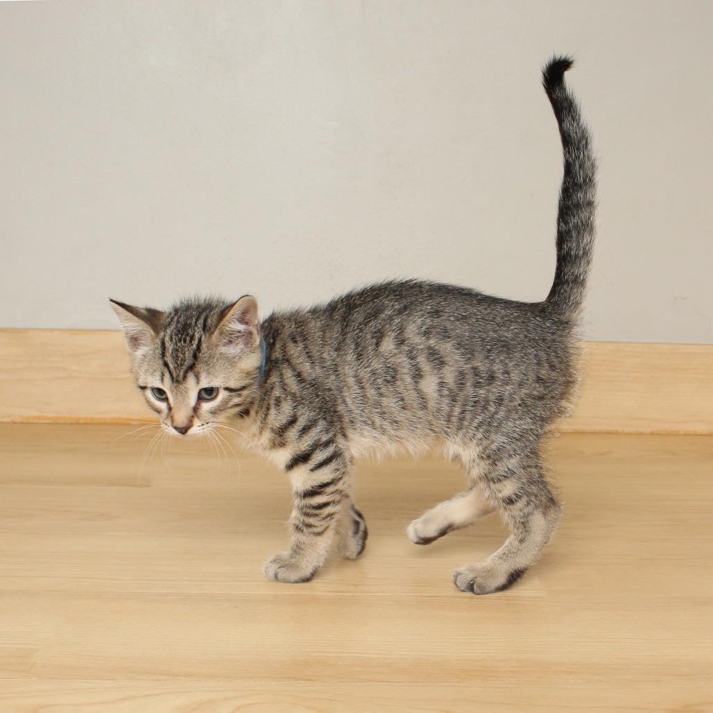 Jaci C65154