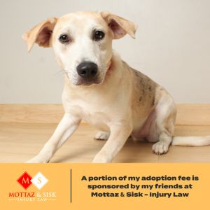 Sassy D65458, Young Female Catahoula Leopard Dog