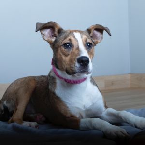 Momo D65212, Young Female Terrier