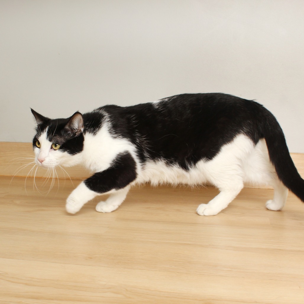 Remy C65329