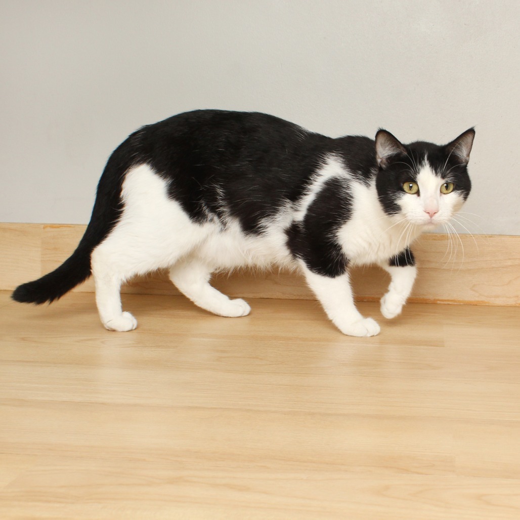 Remy C65329