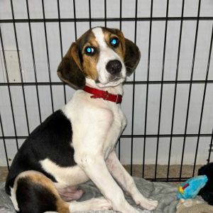 Dragon, Baby Male Coonhound
