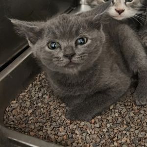 Lumpkin, Baby Female Domestic Short Hair