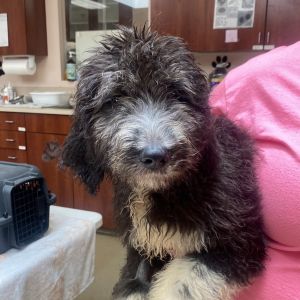 Gene, Baby Male Poodle