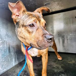 Sue, Young Female Mixed Breed