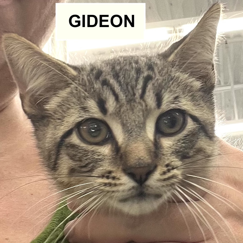 Gideon NRAR (bonded w/Gale NRAR)