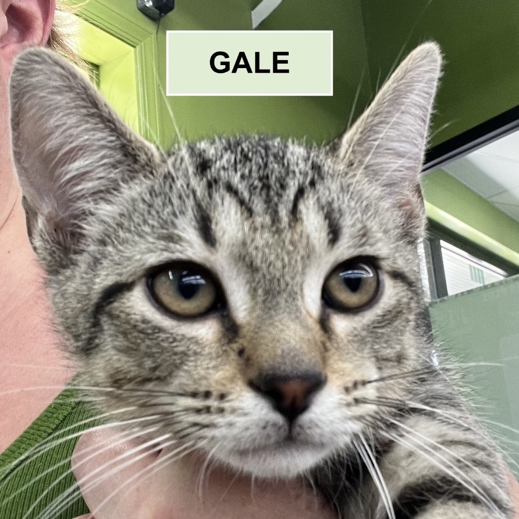Gale NRAR (bonded w/Gideon NRAR)