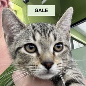 Gale NRAR (bonded w/Gideon NRAR), Baby Male unknown