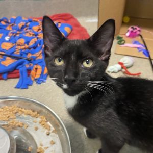 Pikachu, Baby Male Domestic Short Hair