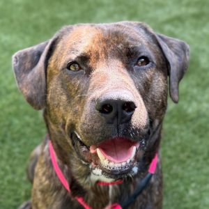 Guy, Adult Male Mixed Breed