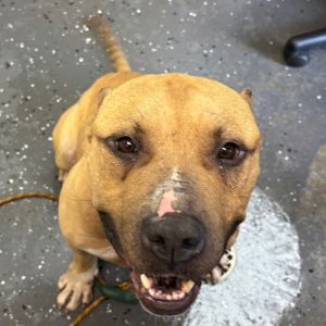 King Goose, Adult Male Mixed Breed
