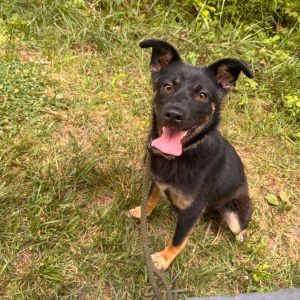 Jellycat, Young Female German Shepherd Dog