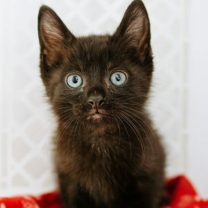 Anderson, Baby Male Domestic Short Hair