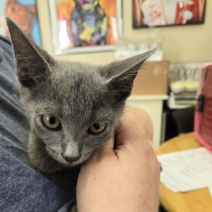 Rocket, Baby Male Domestic Short Hair