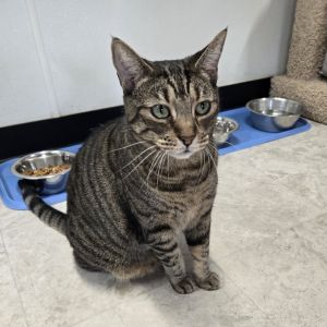 Dolly, Senior Female Domestic Short Hair