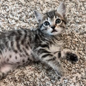 Turk, Baby Male Domestic Short Hair