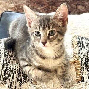 Blaze, Baby Male Domestic Short Hair