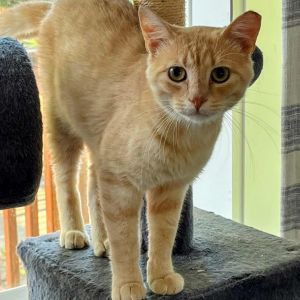 Sunset, Adult Male Domestic Short Hair