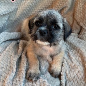 Blossom, Baby Female Pug