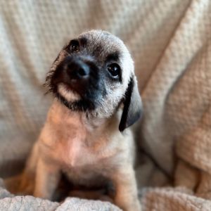 Boone, Baby Male Pug