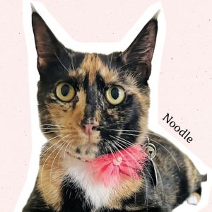 Noodle, Young Female Domestic Short Hair