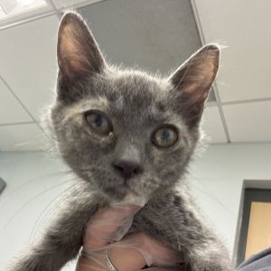 Taffoodle, Baby Female Domestic Short Hair