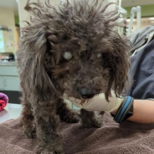 Ms. Frizzle, Senior Female Mixed Breed