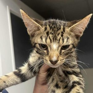 Bitsy, Baby Male Domestic Short Hair