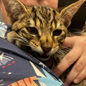 Spider, Baby Male Domestic Short Hair