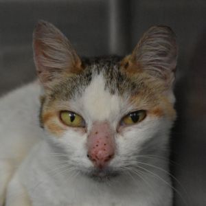 Croissant, Adult Female Domestic Short Hair