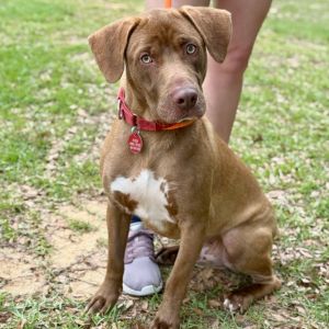Eclipse, Young Male Labrador Retriever