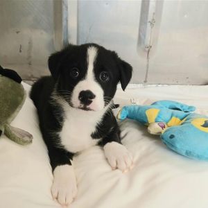 Mai Tai, Baby Female Husky