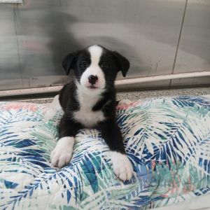 Moana, Baby Female Husky